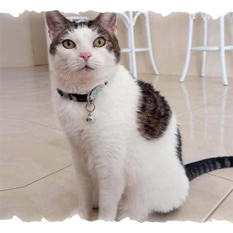 Cats-Collars – Pet-à-Porter