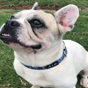 Aspen Cozy Dog Collar - Ace and Ellie Pet Emporium