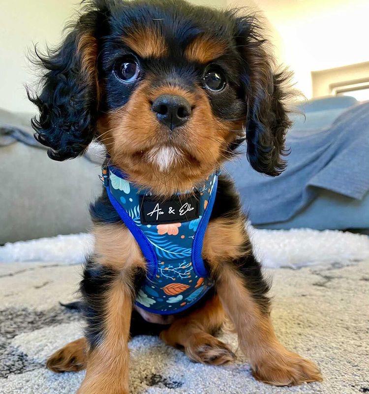 Aspen Cozy Dog Vest Harness - Ace and Ellie Pet Emporium