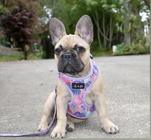 Aurora Premium Dog Vest Harness - Ace and Ellie Pet Emporium