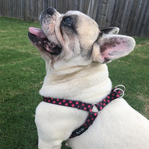 Clarence Premium Dog Strap Harness - Ace and Ellie Pet Emporium