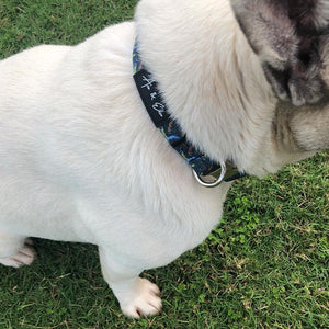 Cypress Luxe Dog Collar - Ace and Ellie Pet Emporium