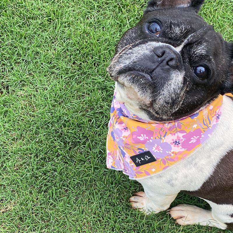 Elsie Elegant Bandana - Ace and Ellie Pet Emporium