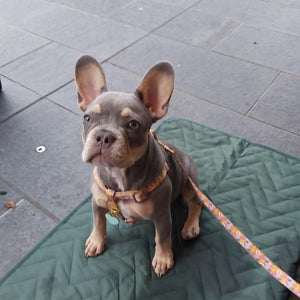 Elsie Elegant Dog Step-In Harness - Ace and Ellie Pet Emporium