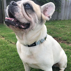 Huck Grand Dog Collar - Ace and Ellie Pet Emporium