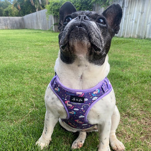Ivy Luxe Dog Vest Harness - Ace and Ellie Pet Emporium