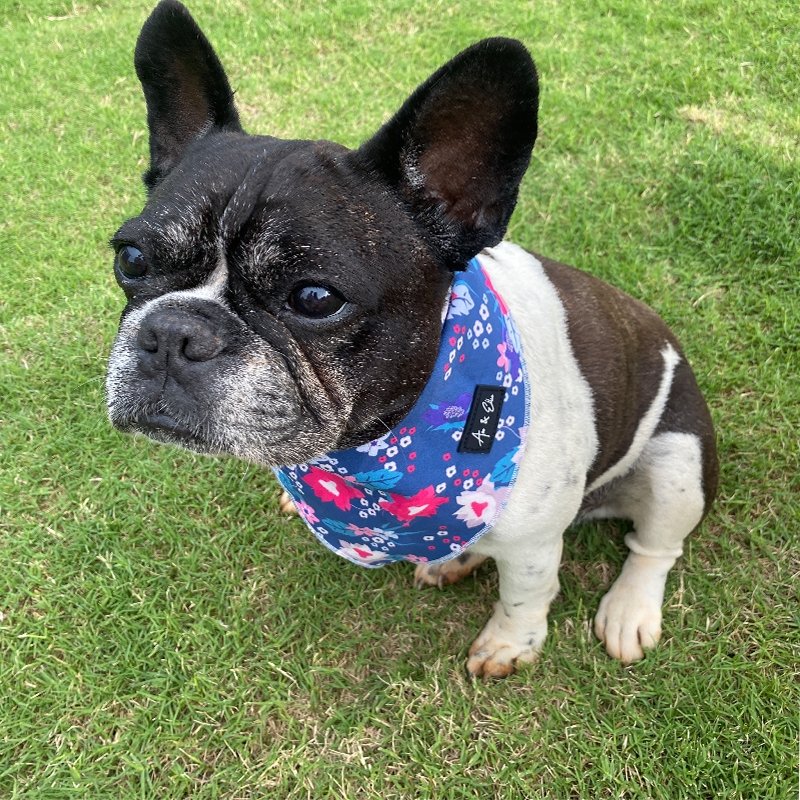 Lyla Grand Bandana - Ace and Ellie Pet Emporium