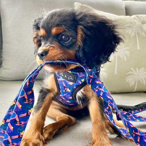 Remy Luxe Dog Vest Harness - Ace and Ellie Pet Emporium