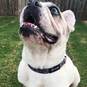 Tate Stylish Dog Collar - Ace and Ellie Pet Emporium